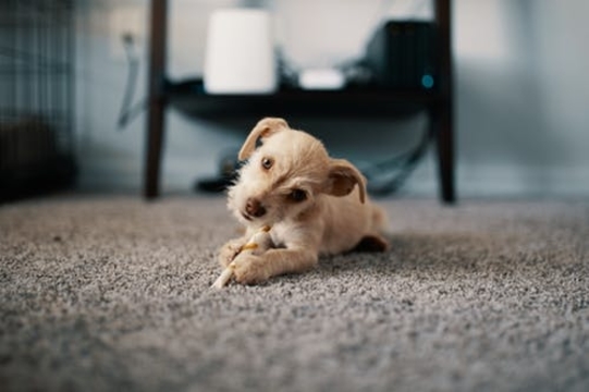 Rochester Hills Carpet and Floors business image in Rochester Hills, MI