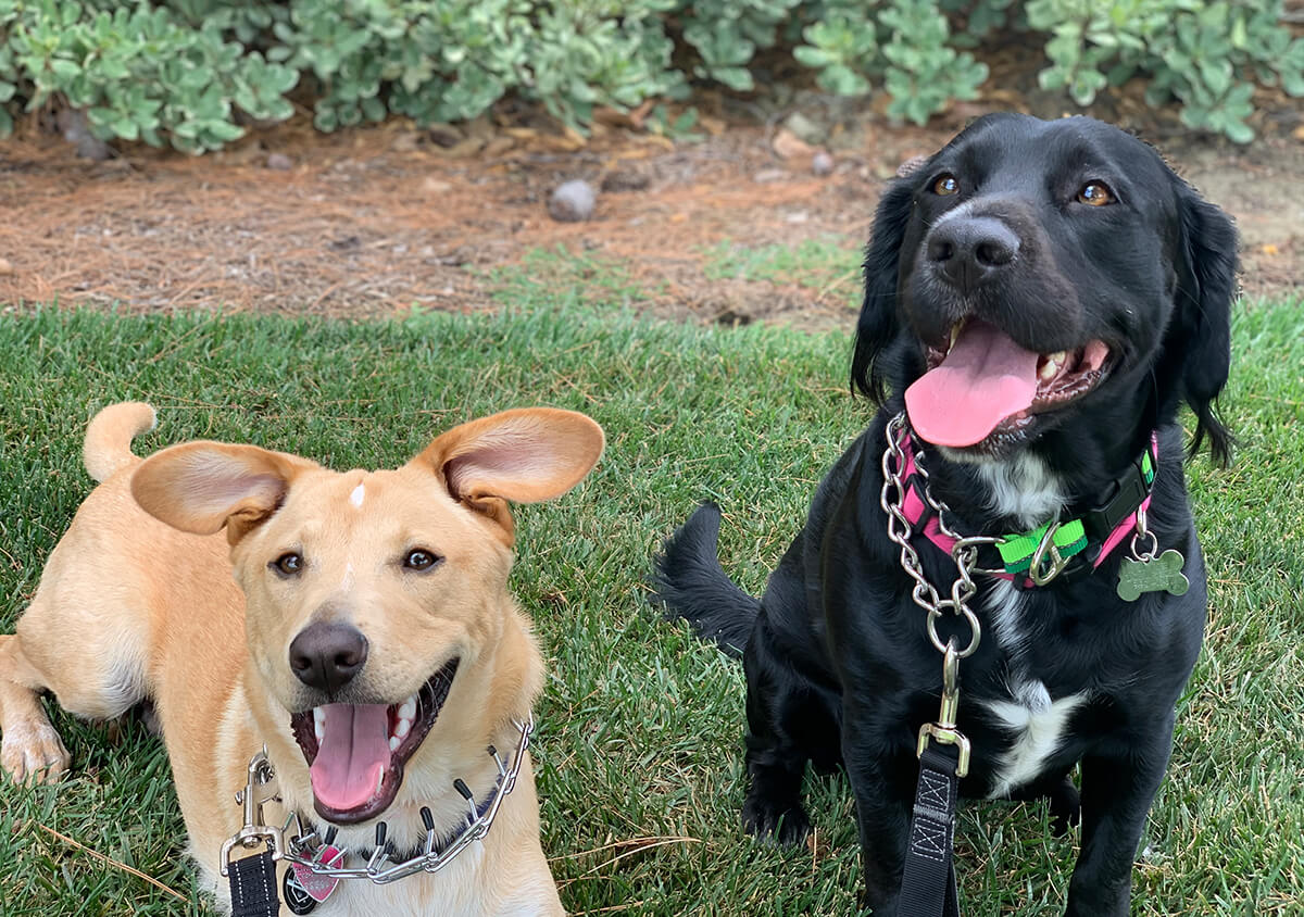 Pets Friend Forever business image in Laguna Niguel, CA